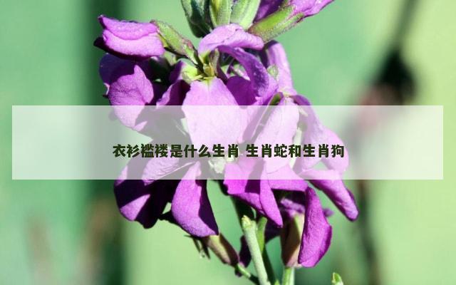 衣衫褴褛是什么生肖 生肖蛇和生肖狗