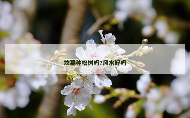坟墓种松树吗?风水好吗