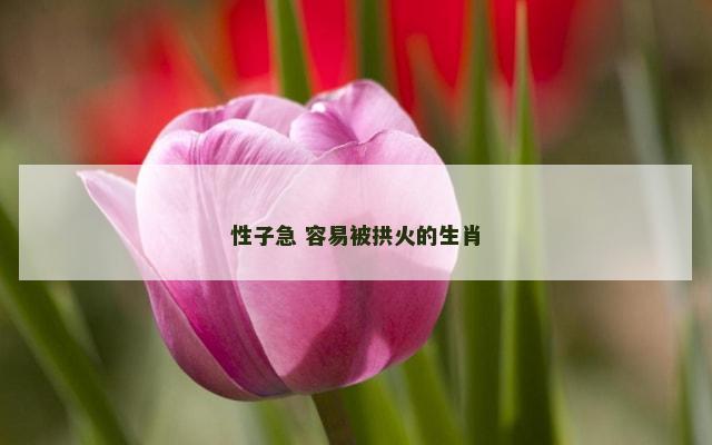 性子急 容易被拱火的生肖
