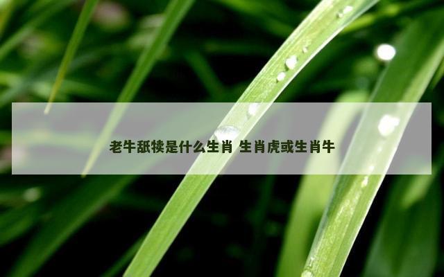 老牛舐犊是什么生肖 生肖虎或生肖牛