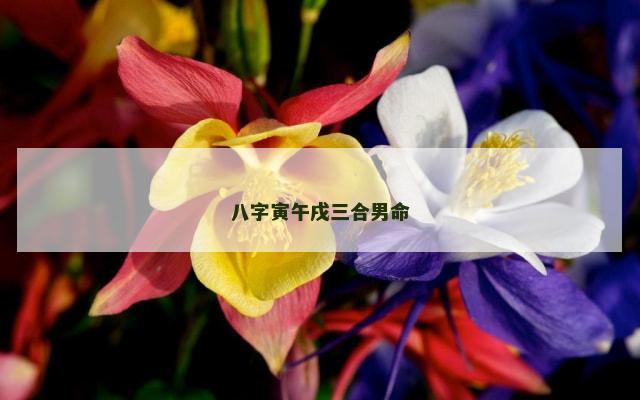 八字寅午戌三合男命