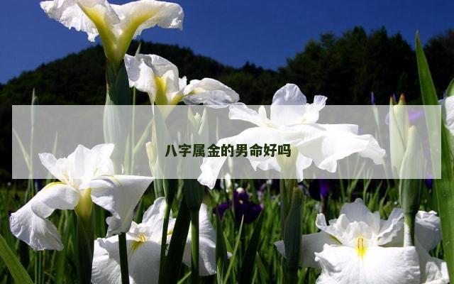 八字属金的男命好吗