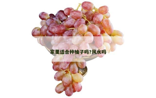 家里适合种柚子吗?风水吗