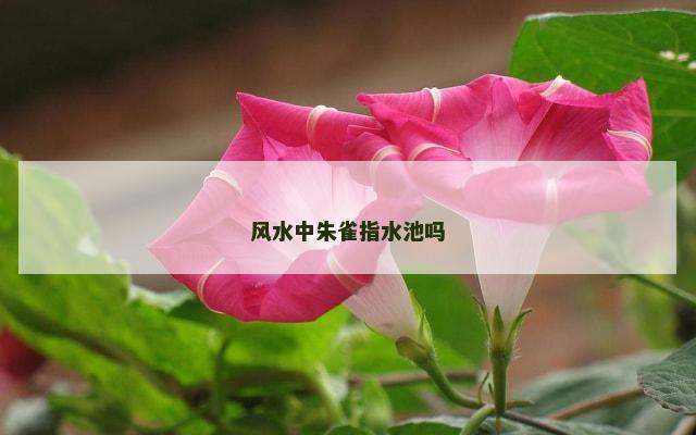 风水中朱雀指水池吗