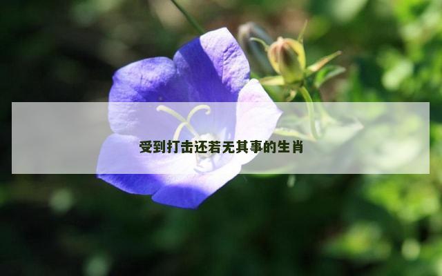 受到打击还若无其事的生肖