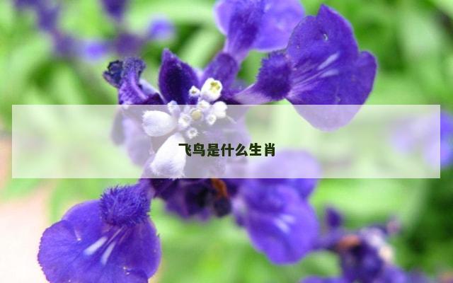 飞鸟是什么生肖