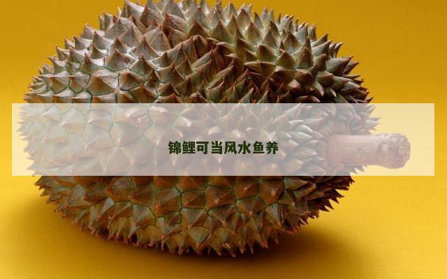 锦鲤可当风水鱼养