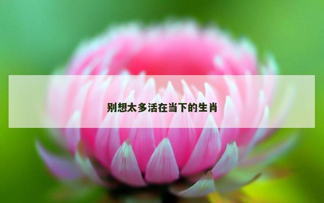 别想太多活在当下的生肖