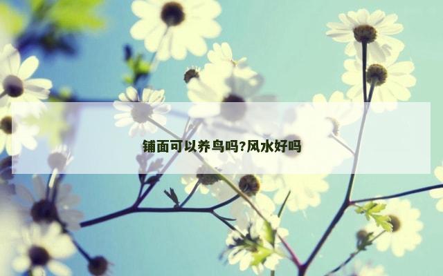 铺面可以养鸟吗?风水好吗