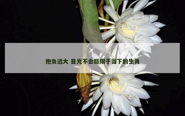 抱负远大 目光不会局限于当下的生肖