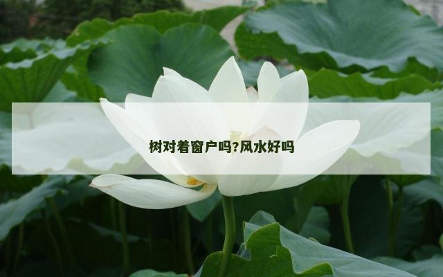 树对着窗户吗?风水好吗