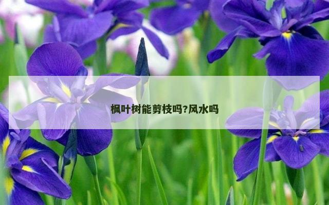枫叶树能剪枝吗?风水吗