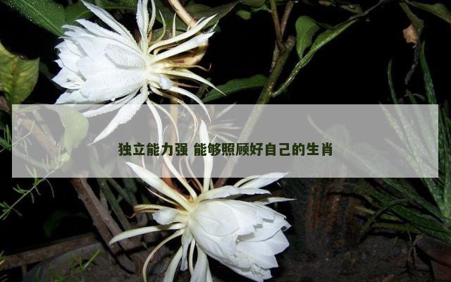 独立能力强 能够照顾好自己的生肖