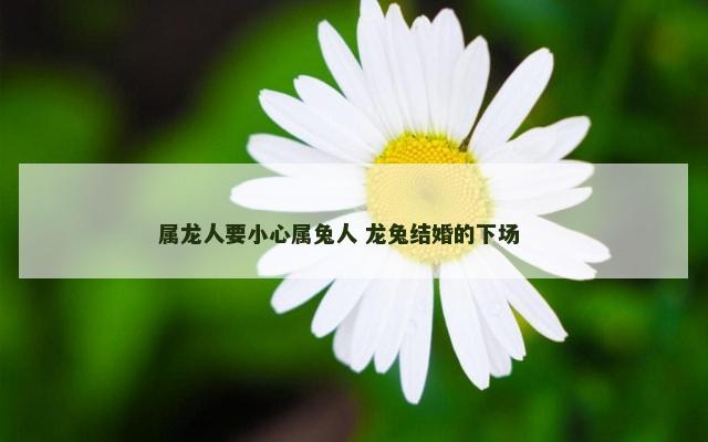 属龙人要小心属兔人 龙兔结婚的下场 　　