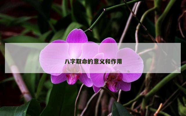 八字取命的意义和作用