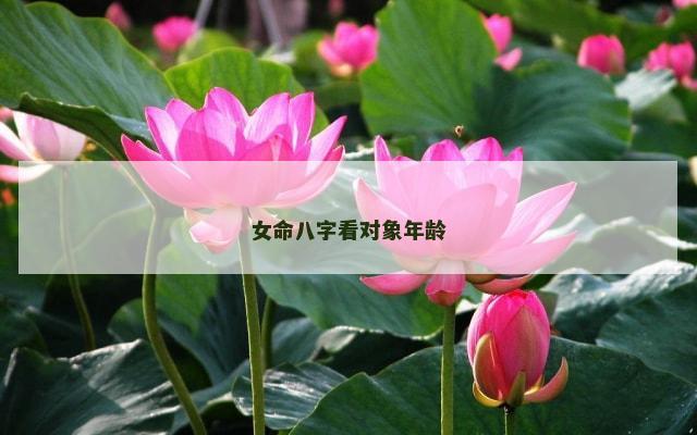 女命八字看对象年龄