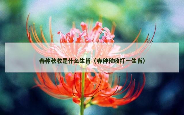 春种秋收是什么生肖（春种秋收打一生肖）