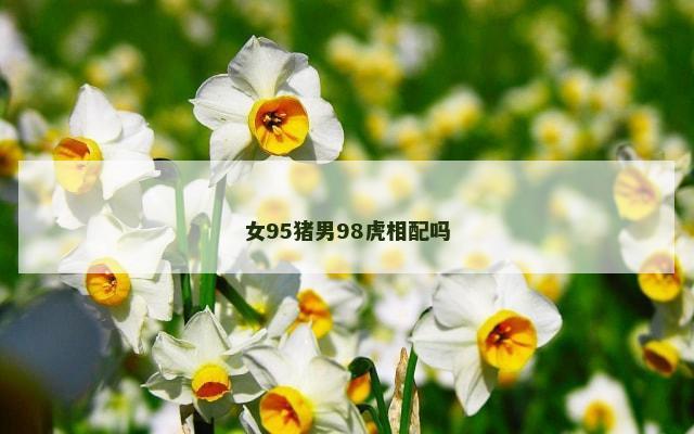 女95猪男98虎相配吗