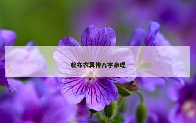 赖布衣真传八字命理
