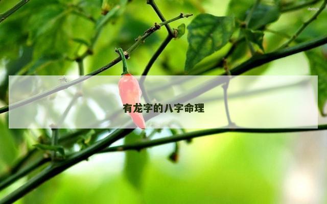 有龙字的八字命理