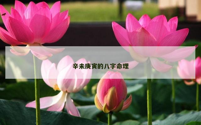 辛未庚寅的八字命理