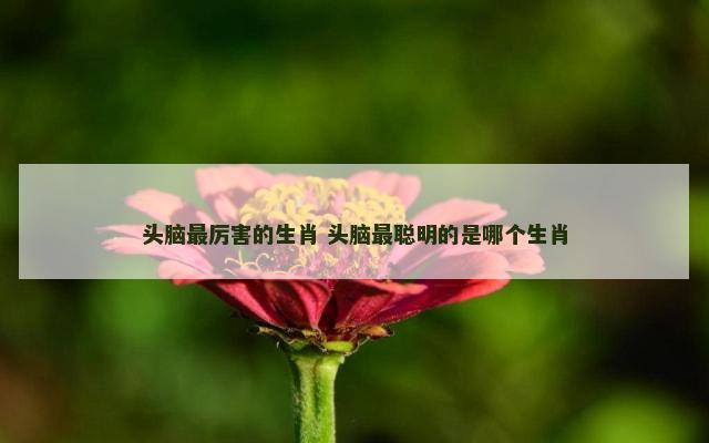 头脑最厉害的生肖 头脑最聪明的是哪个生肖