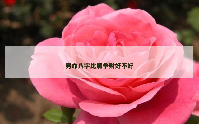 男命八字比肩争财好不好