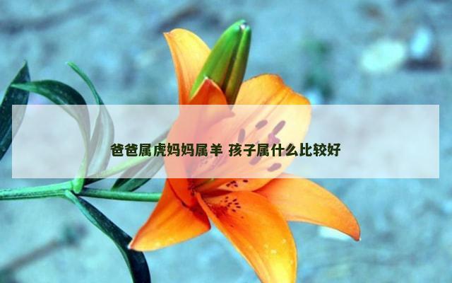 爸爸属虎妈妈属羊 孩子属什么比较好