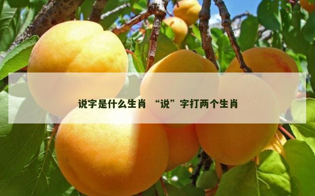 说字是什么生肖 “说”字打两个生肖