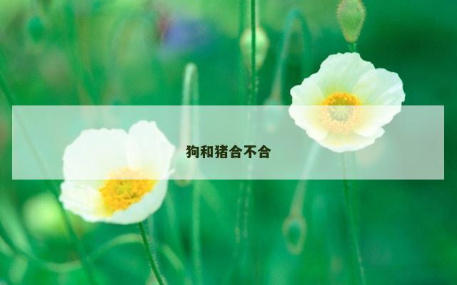 狗和猪合不合