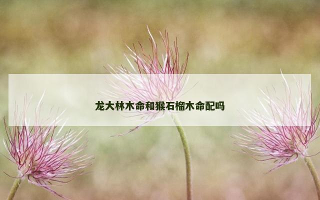 龙大林木命和猴石榴木命配吗