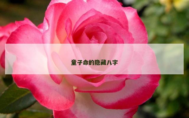 童子命的隐藏八字