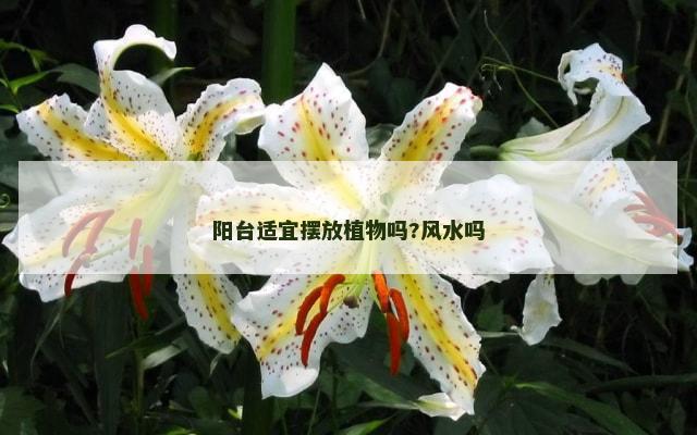 阳台适宜摆放植物吗?风水吗