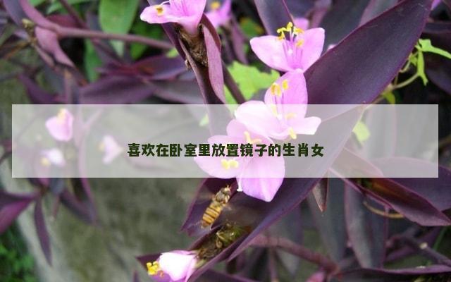 喜欢在卧室里放置镜子的生肖女