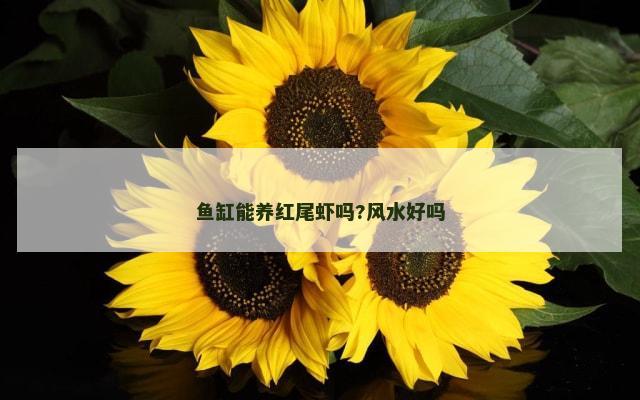 鱼缸能养红尾虾吗?风水好吗