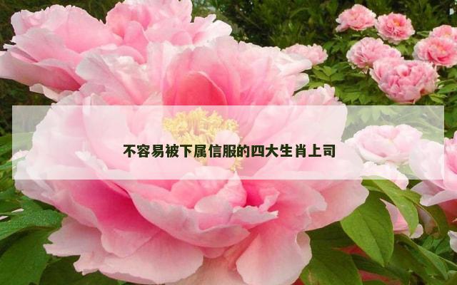 不容易被下属信服的四大生肖上司