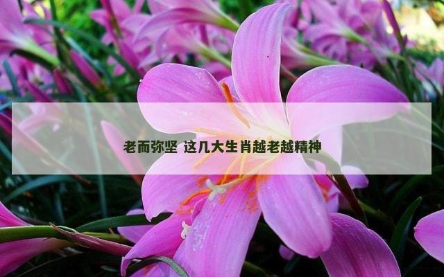 老而弥坚 这几大生肖越老越精神