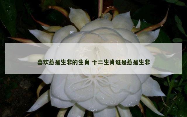 喜欢惹是生非的生肖 十二生肖谁是惹是生非