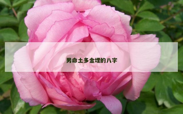 男命土多金埋的八字