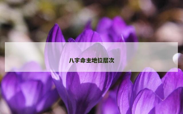八字命主地位层次