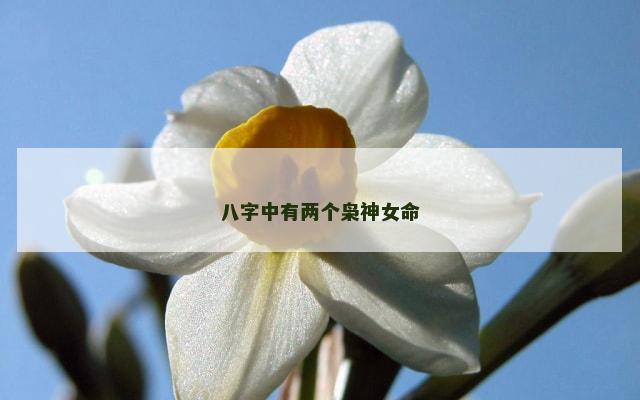 八字中有两个枭神女命