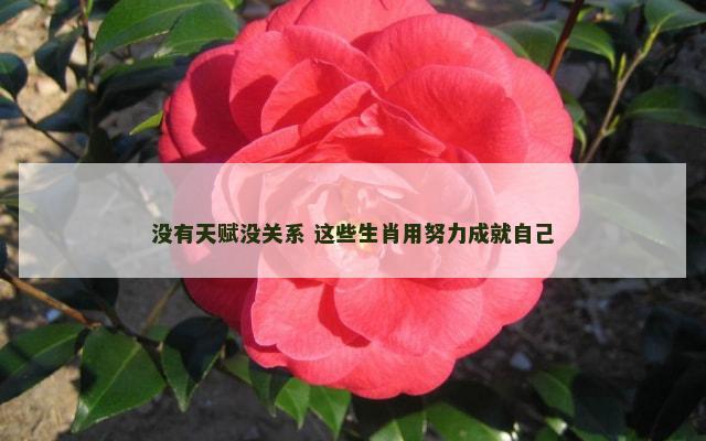 没有天赋没关系 这些生肖用努力成就自己