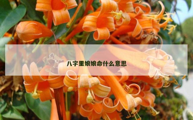 八字里娘娘命什么意思