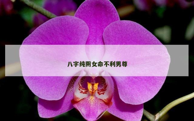 八字纯阴女命不利男尊