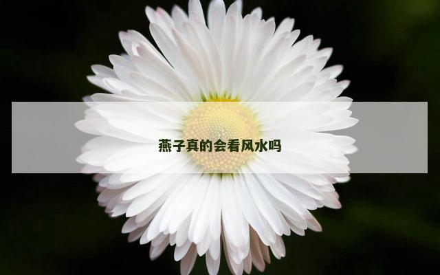 燕子真的会看风水吗