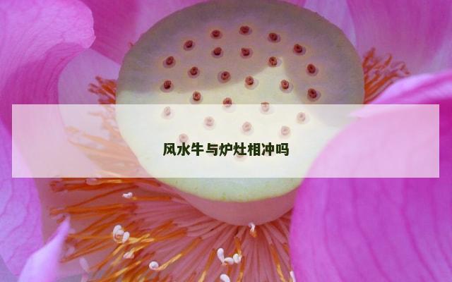 风水牛与炉灶相冲吗