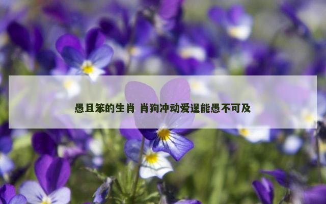 愚且笨的生肖 肖狗冲动爱逞能愚不可及