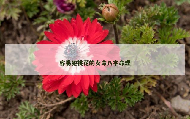 容易犯桃花的女命八字命理
