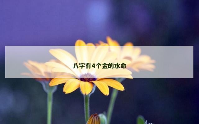 八字有4个金的水命