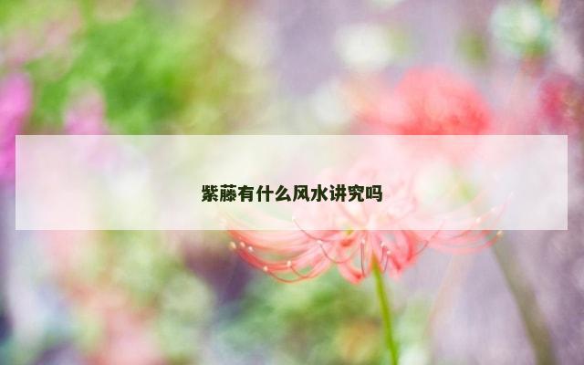 紫藤有什么风水讲究吗